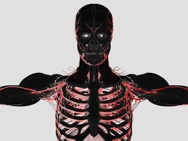 Modello anatomico umano — Foto Stock