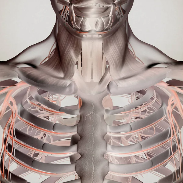 Rib cage Stock Photos, Royalty Free Rib cage Images ...