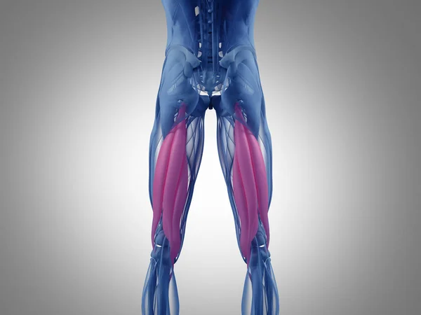Modelo de anatomía de grupo muscular isquiotibial — Foto de Stock