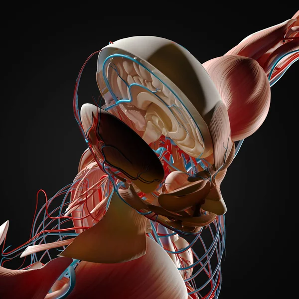 İnsan beyni anatomisi modeli — Stok fotoğraf