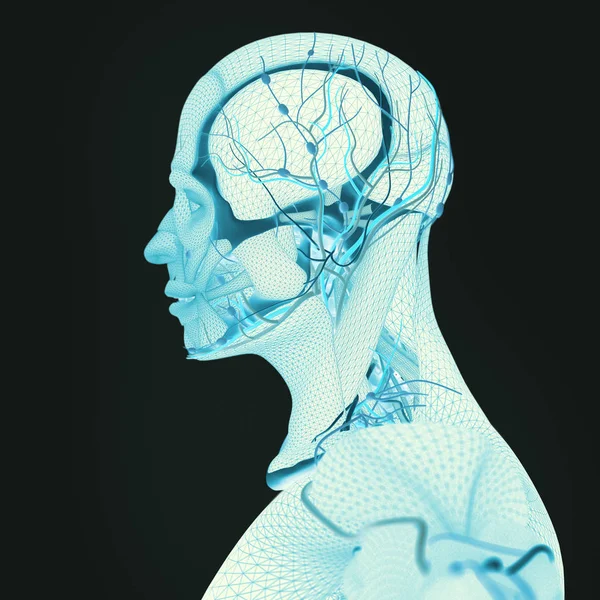 İnsan anatomisi, beyin — Stok fotoğraf
