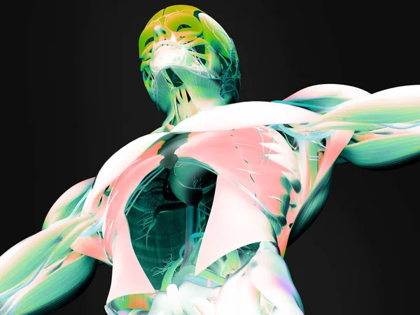 Lidský trup anatomie model — Stock fotografie
