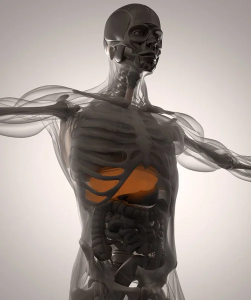 Модель людської анатомії — стокове фото