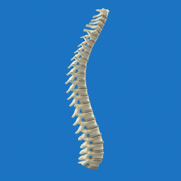 Modelo da coluna vertebral humana — Fotografia de Stock