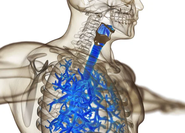 Lidské anatomie model průdušek — Stock fotografie