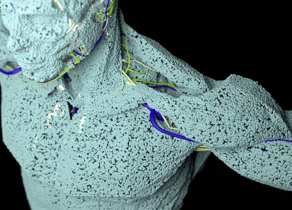 Анатомическая модель из мелких частиц — стоковое фото