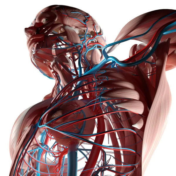 Anatomía del torso humano — Foto de Stock