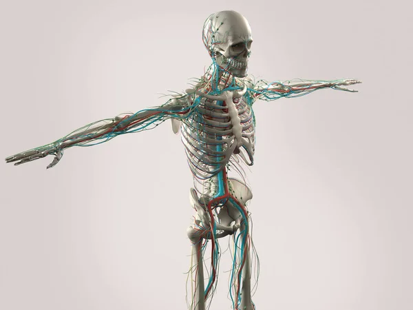 Modell der menschlichen Anatomie — Stockfoto