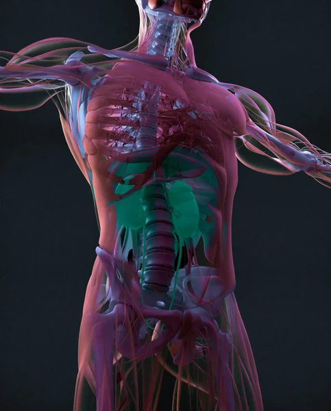 human Kidneys anatomy model