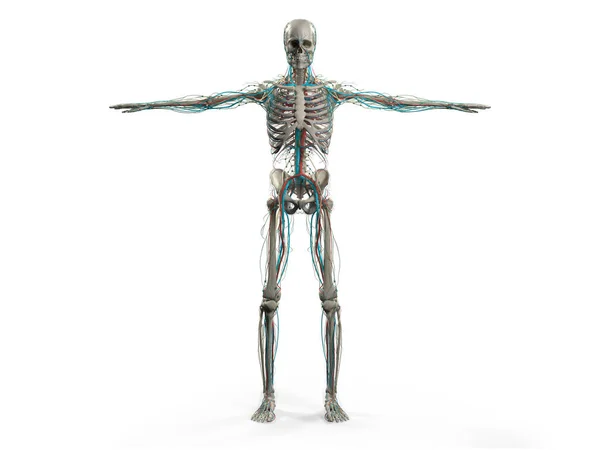 Insan anatomisi modeli — Stok fotoğraf