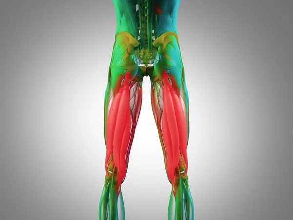 Hamstring muscle group anatomy model — Stock Photo, Image