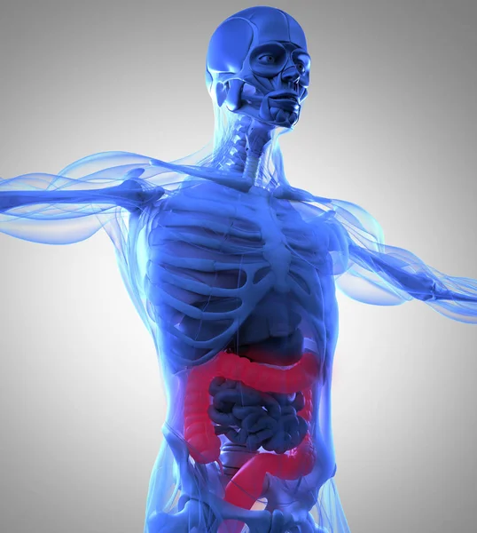 Modelo de anatomía del colon humano — Foto de Stock