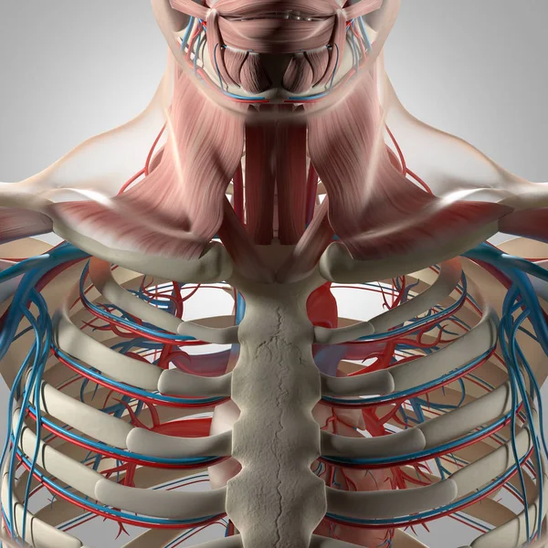 Modelo de anatomia da caixa torácica humana — Fotografia de Stock