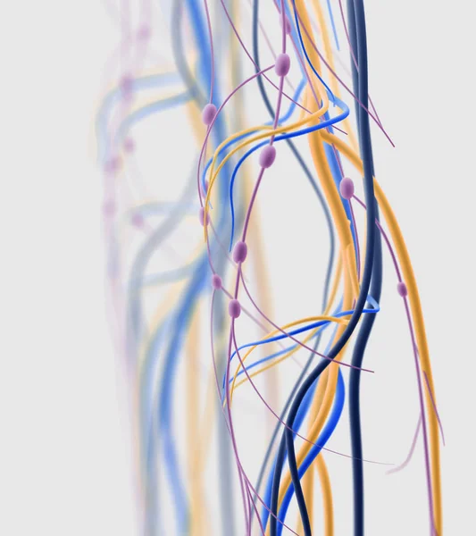 Ludzkie szczegóły anatomii stawu kolanowego — Zdjęcie stockowe