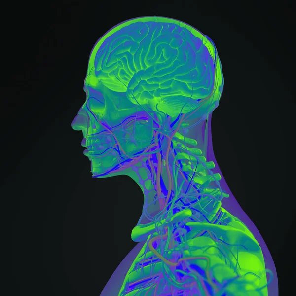 인간의 머리 해부학 모델 — 스톡 사진