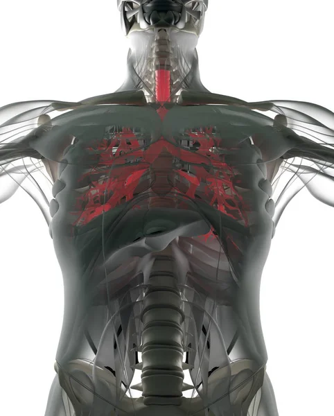 Emberi hörgők anatómiája modell — Stock Fotó