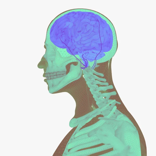 Anatomía humana, cerebro — Foto de Stock