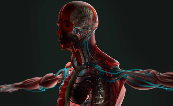 Manliga anatomin modell — Stockfoto