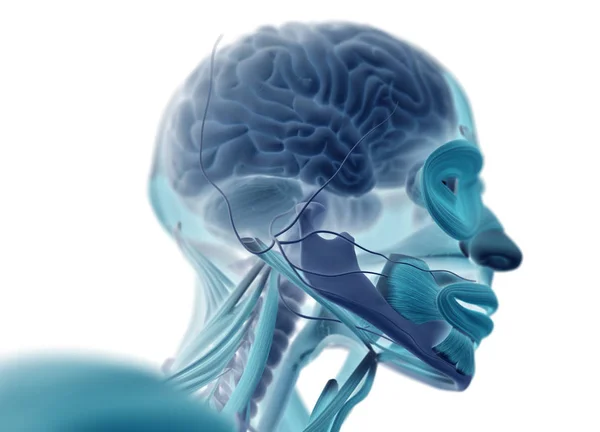 Mänskliga hjärnan impulsen system — Stockfoto