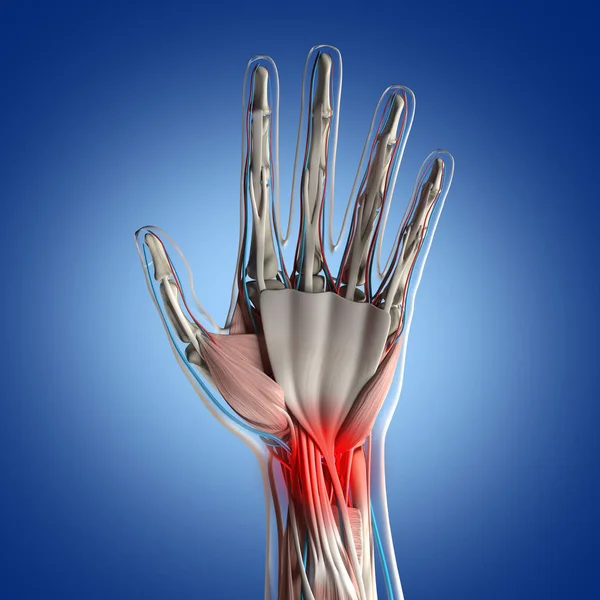 人間の手解剖モデル — ストック写真
