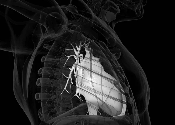 人类心脏解剖学模型 — 图库照片