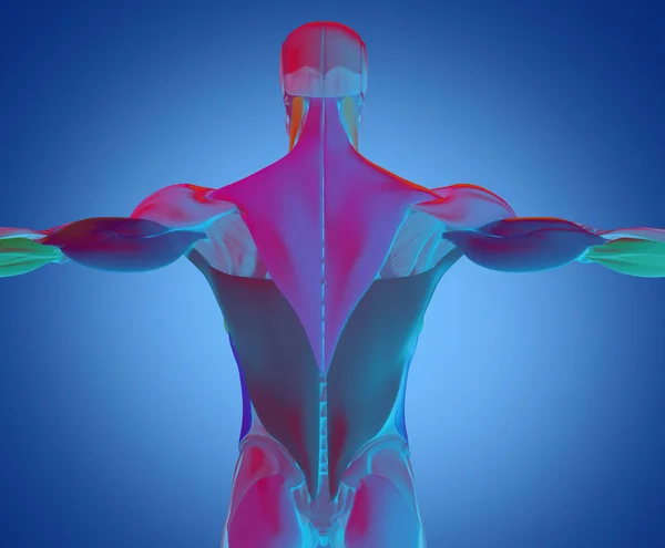 Muscoli maschili della schiena del busto — Foto Stock