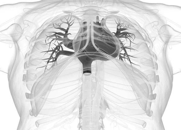 Menselijk hart anatomie model — Stockfoto