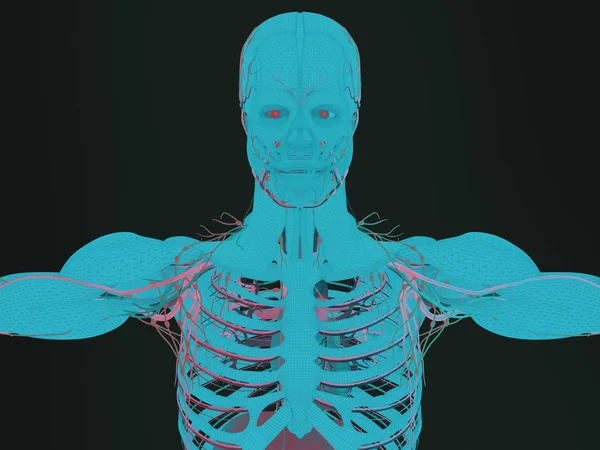 Modell der menschlichen Anatomie — Stockfoto