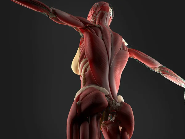 Anatomía del cuerpo femenino — Foto de Stock