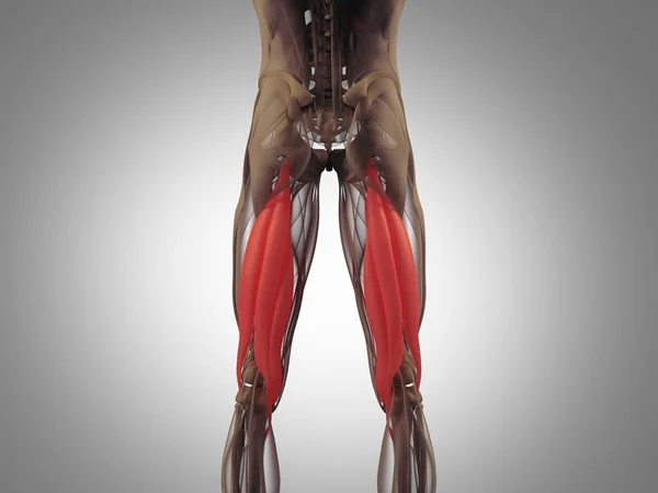 Hamstring muscle group anatomy model — Stock Photo, Image