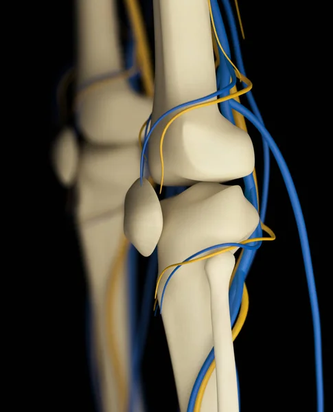 Modelo de anatomia dos joelhos humanos — Fotografia de Stock