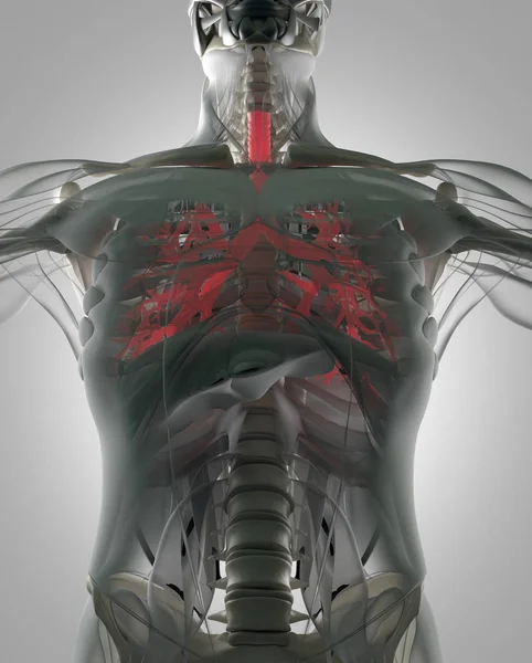 Model anatomia człowieka oskrzela — Zdjęcie stockowe
