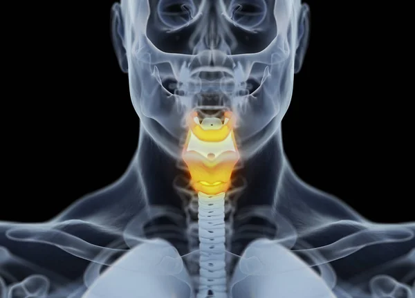 Modello anatomico di ghiandola tiroidea umana — Foto Stock