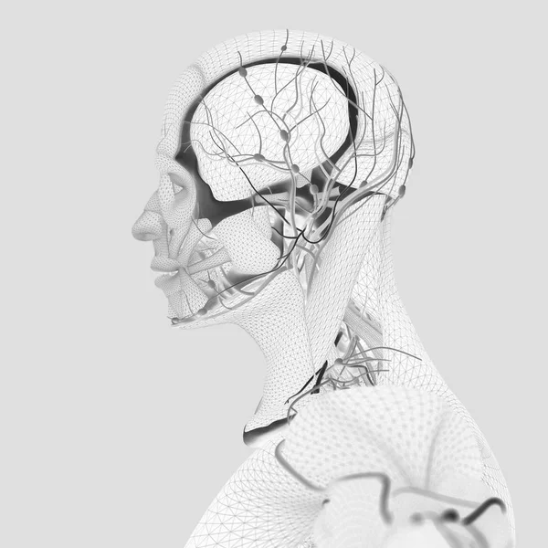 İnsan anatomisi, beyin — Stok fotoğraf