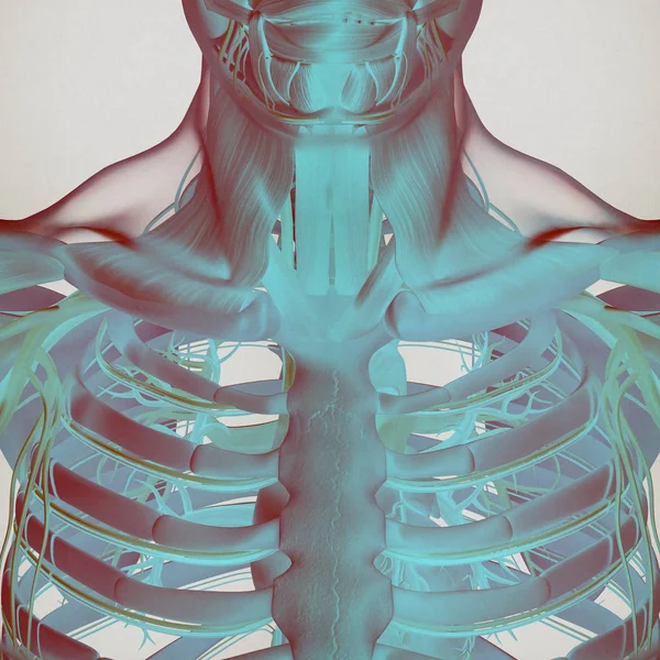 Modelu anatomii człowieka klatki piersiowej — Zdjęcie stockowe