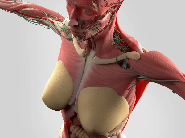 Anatomía del cuerpo femenino — Foto de Stock