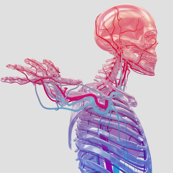 Human skeleton with vascular system — Stock Photo, Image