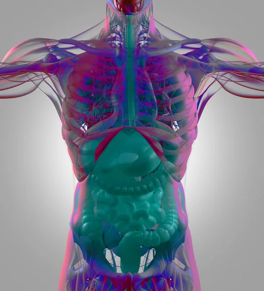 Sindirim sistemi anatomisi modeli — Stok fotoğraf