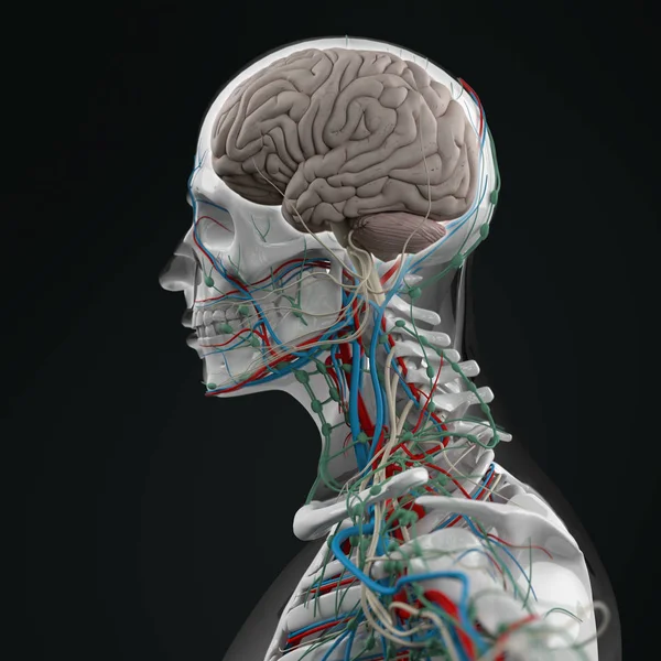 İnsan gövde anatomisi — Stok fotoğraf