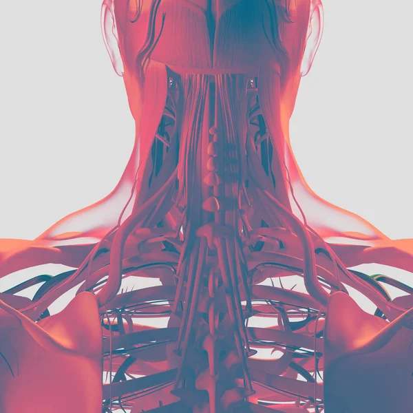 Human neck and spine anatomy model — Stock Photo, Image