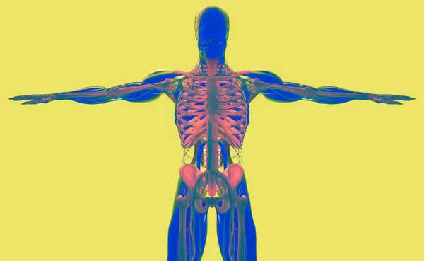 Modelo de anatomia humana — Fotografia de Stock