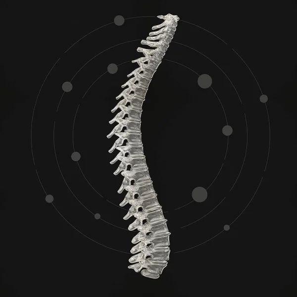 Modelo da coluna vertebral humana — Fotografia de Stock