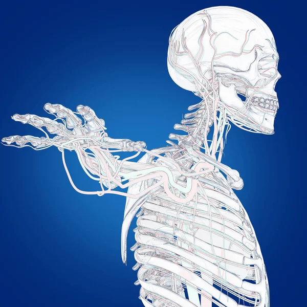 Damar sistemi ile insan iskeleti — Stok fotoğraf