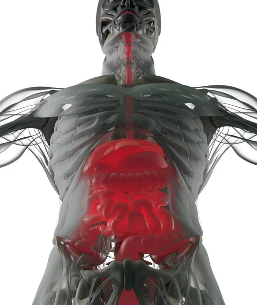 Modelo de anatomia do sistema digestivo — Fotografia de Stock
