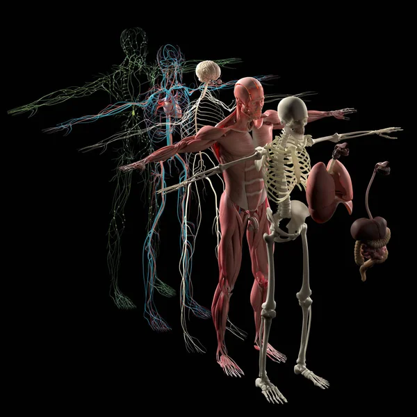 Anatomía humana explotó vista — Foto de Stock