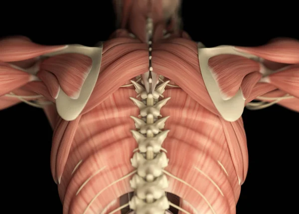 Human back anatomy model — Stock Photo, Image