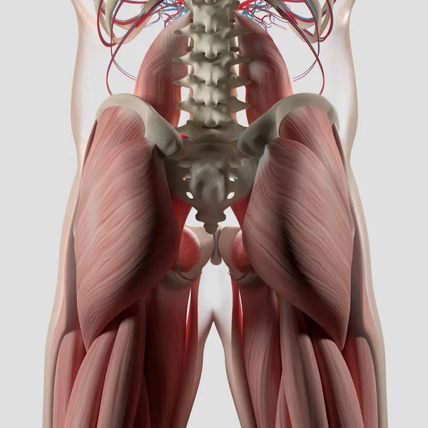 Anatomiemodell der menschlichen Wirbelsäule und des Beckens — Stockfoto