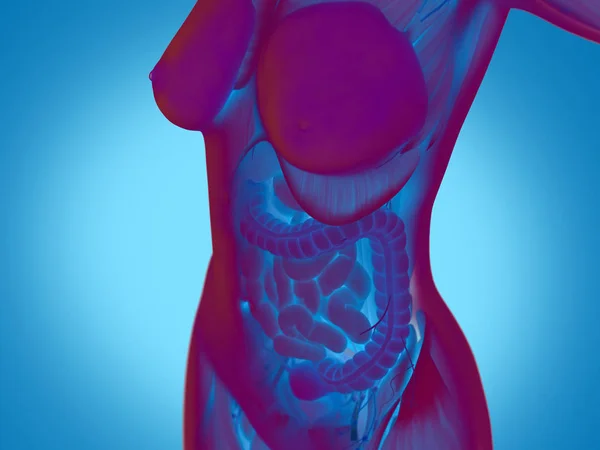 Anatomie van de vrouwelijke torso — Stockfoto
