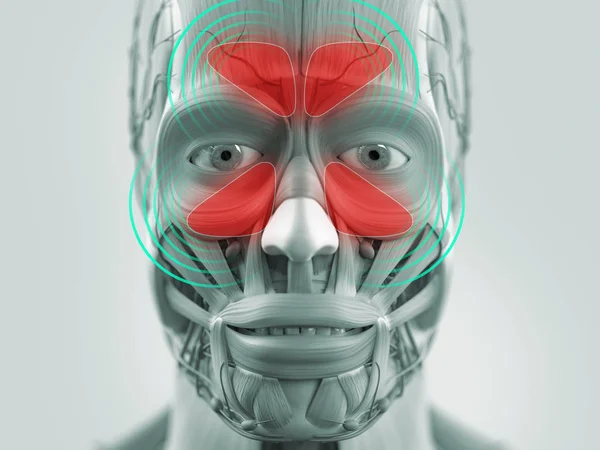 Modello anatomico volto umano — Foto Stock