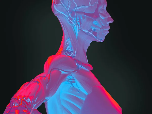 Vrouwelijk lichaam anatomie — Stockfoto